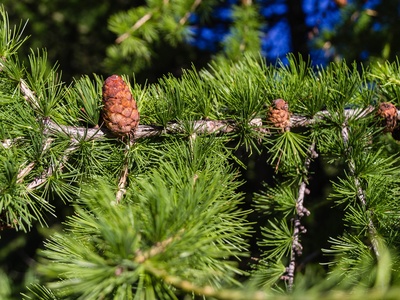 European larch