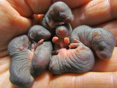 European Mole