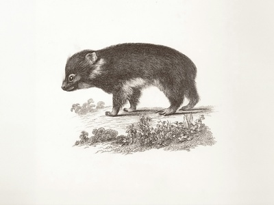 European Mole