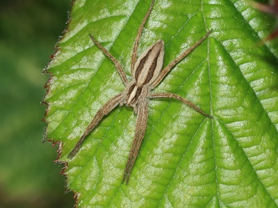European Nursery Web Spider