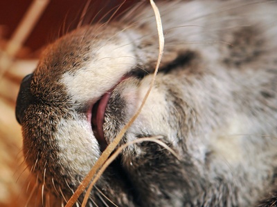 European Otter