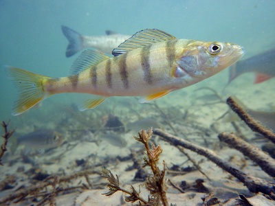 European perch