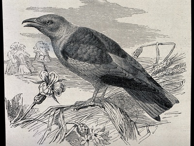 European Roller