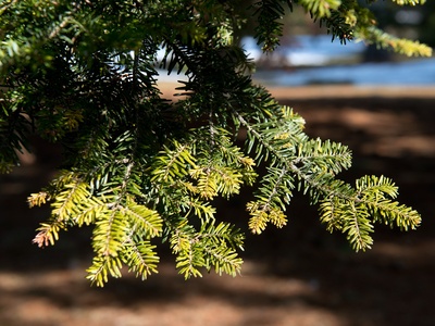 European silver fir