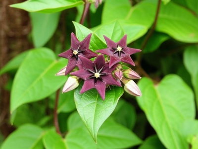 European Swallow-wort