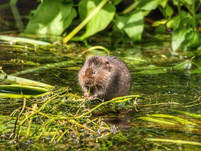 European Water Vole