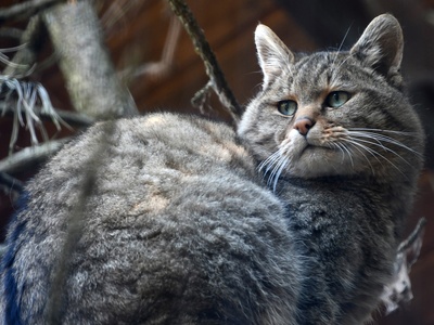 European Wildcat