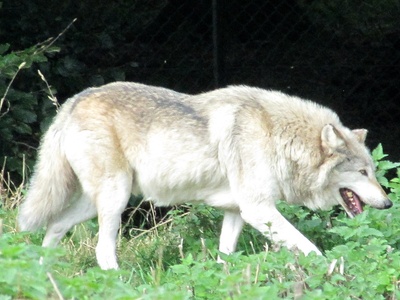 European Wolf