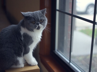 Exotic Shorthair