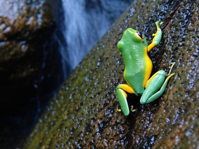 Exquisite Spike-thumb Frog