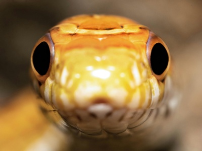 Eyelash viper
