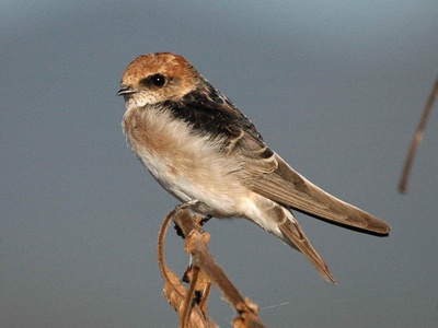Fairy Martin