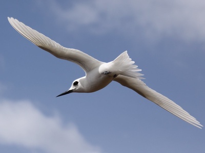 Fairy Tern