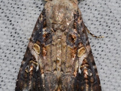 Fall Armyworm
