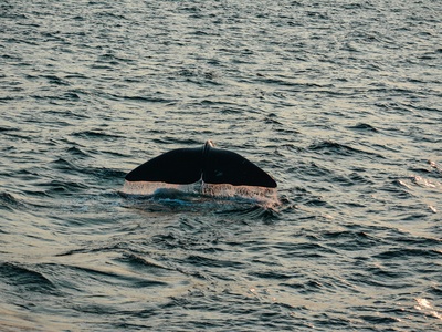False killer whale
