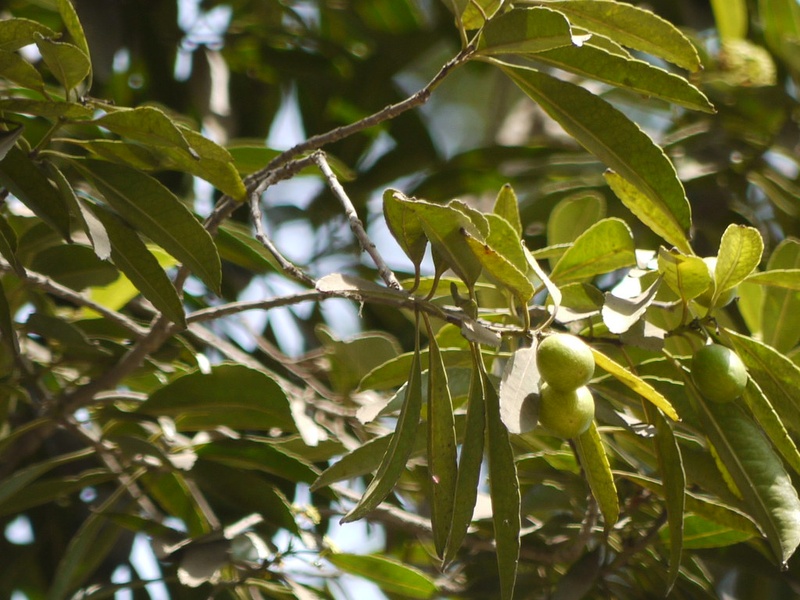 Temir Tree List of Trees of Ethiopia - Flora Fauna Fun