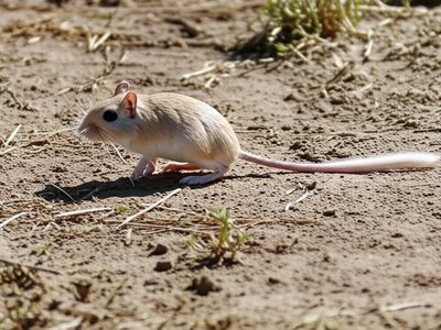 False Slender Gerbil