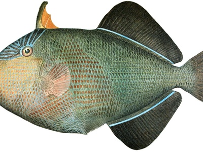 False triggerfish