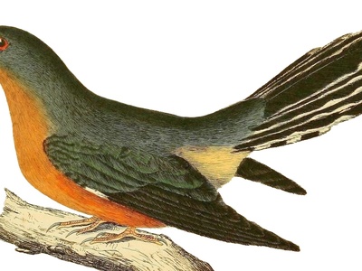Fan-tailed Cuckoo