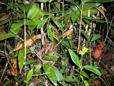 Fanged pitcher plant