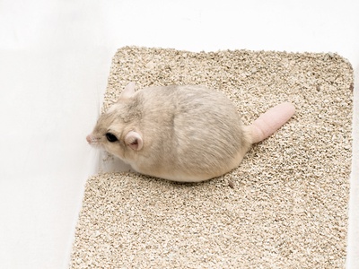 Fat-tailed Gerbil