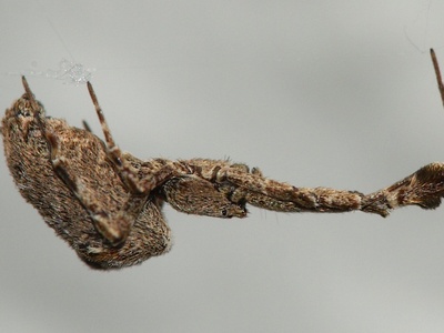 Feather-legged Lace Weaver