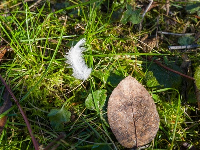 Feather grass