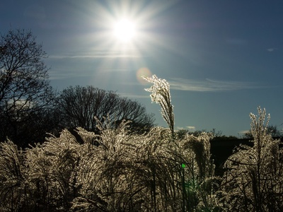Feather Grass