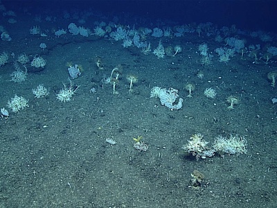 Feather Star