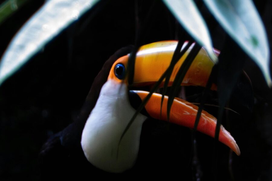 featured_image