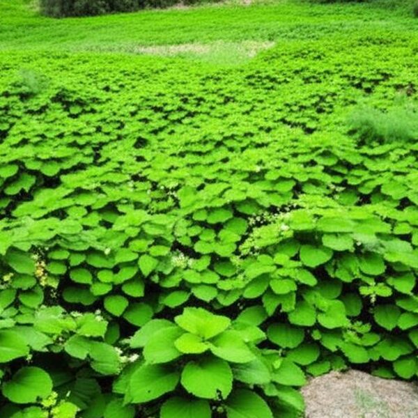 featured_image
