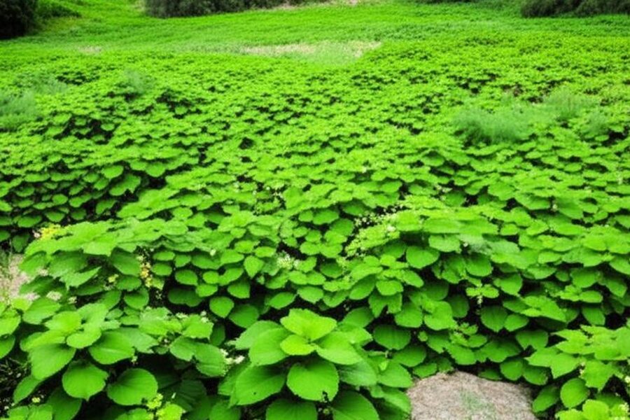 featured_image