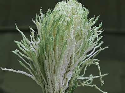Fennel (invasive)