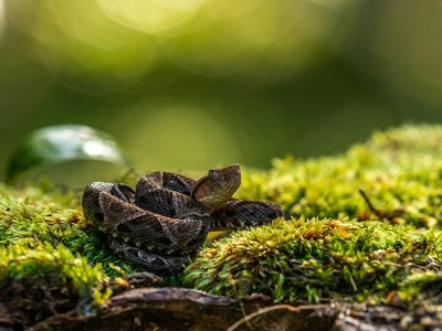 Fer-de-lance