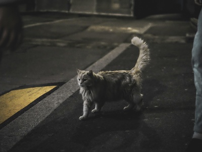 Feral/Free‑roaming cat