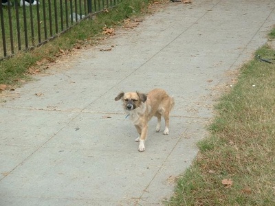 Feral/stray dog