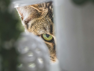 Feral Cat