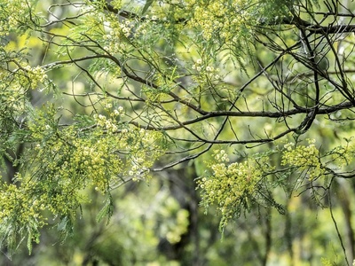 Fever Tree