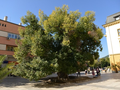 Field elm