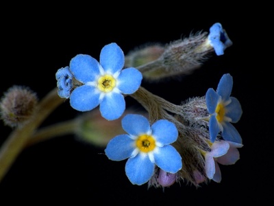 Field forget-me-not