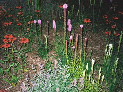 Field Gladiolus