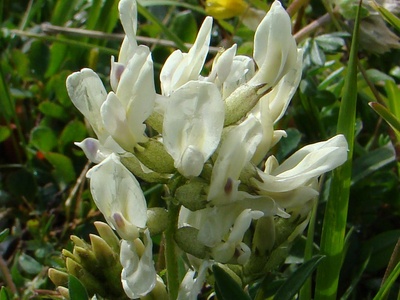 Field locoweed