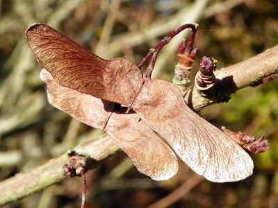 Field maple