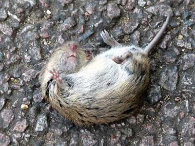 Field Mouse