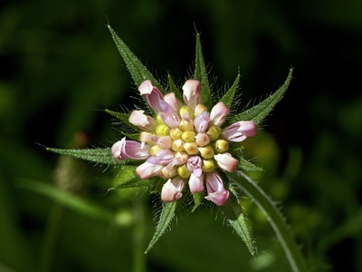 Field scabious