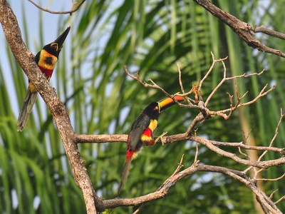 Fiery-billed Aracari