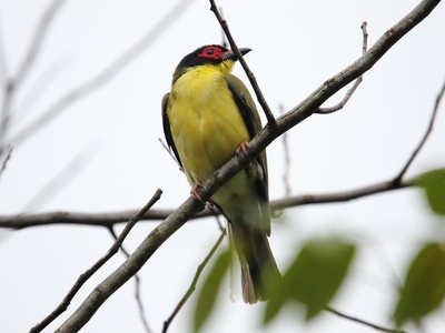 Figbird