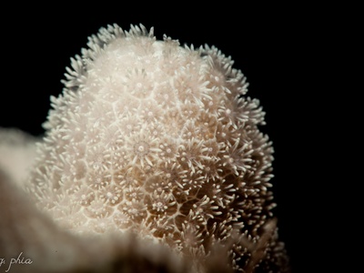 Finger Coral