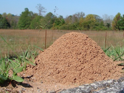 Fire ant (red imported)