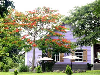 Fire Tree